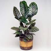 Gardenersdream Calathea Ornata