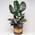 Gardenersdream Calathea Ornata