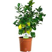 Gardenersdream Zitronenbaum