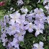 Gardenersdream ‎CLEANG-9CM