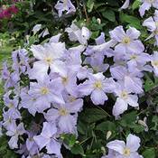 Gardenersdream ‎CLEANG-9CM
