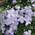 Gardenersdream ‎CLEANG-9CM