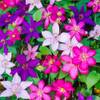 Gardenersdream ‎CLETRI-9C-3
