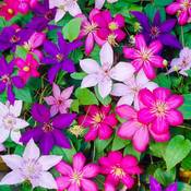 Gardenersdream ‎CLETRI-9C-3