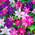 Gardenersdream ‎CLETRI-9C-3