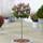 Gardenersdream Escallonia Pink Elle