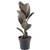 GardenersDream Ficus Abidjan Gummibaum