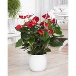 Gardenersdream ‎GD-ANTRED-13CM-V2