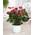 Gardenersdream ‎GD-ANTRED-13CM-V2