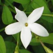 Gardenersdream gewöhnlicher Jasmin Vergleich