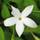 Gardenersdream gewöhnlicher Jasmin