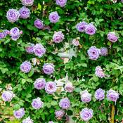 Gardenersdream Hellviolette Kletterrose Vergleich