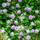 Gardenersdream Hellviolette Kletterrose