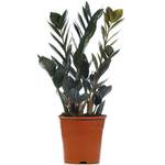 Gardenersdream Immergrüne Zamioculcas Schwarze Glücksfeder