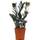 Gardenersdream Immergrüne Zamioculcas Schwarze Glücksfeder