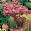 GardenersDream Japanische Ahorn-Pflanze