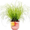 Gardenersdream Katzengras-Pflanze