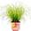 Gardenersdream Katzengras-Pflanze