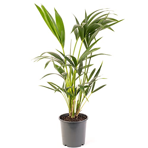 monstera deutscher name Monstera deliciosa XXL | Online kaufen