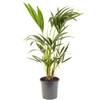 Gardenersdream Kentia-Palme