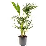 Gardenersdream Kentia-Palme