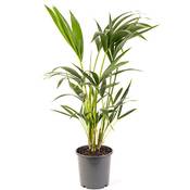Gardenersdream Kentia-Palme