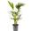 Gardenersdream Kentia-Palme