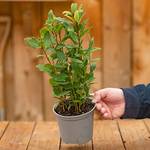 Gardenersdream Laurus Nobilis Lorbeer