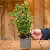 Gardenersdream Laurus Nobilis Lorbeer Vergleich