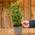 Gardenersdream Laurus Nobilis Lorbeer
