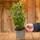 Gardenersdream Laurus Nobilis Lorbeer
