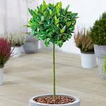 Gardenersdream Lorbeerbaum