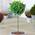 Gardenersdream Lorbeerbaum