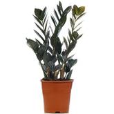 farn zimmerpflanze arten Farn Set Mittel - Terrarienpflanzen Set 11,99€