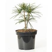 Gardenspalm Japanische Schirmtanne Vergleich