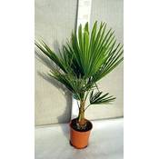 GardenPalms 4943 Vergleich
