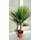 GardenPalms 4943