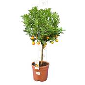Gardenpalms Orangenbaum Vergleich