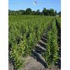 Gardline Kirschlorbeer Prunus Genolia