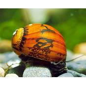 Garnelio tiere Batik-Schnecke Vergleich