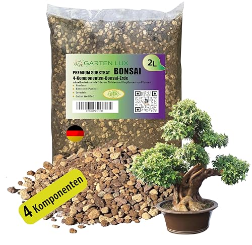 japanese elm bonsai Chinese Elm Bonsai #007 – B for Bonsai main image 1