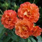 Garten Schlüter 044668
