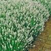 Garten Schlüter ‎35183
