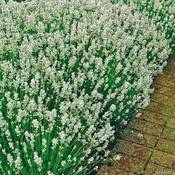 Garten Schlüter ‎35183