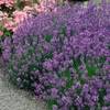 Garten Schlüter 44230