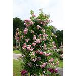 Garten Schlüter Kletterrose Jasmina