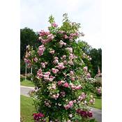 Garten Schlüter Kletterrose Jasmina Vergleich