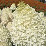 Rispenhortensie