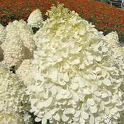 Garten Schlüter 521098