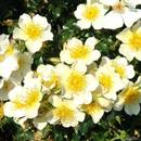 Garten Schlüter 524408